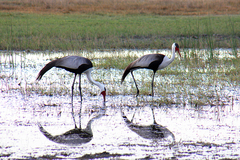 Bugeranus carunculatus