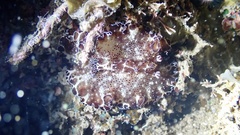 Discodoris boholiensis