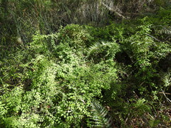 Lygodium microphyllum