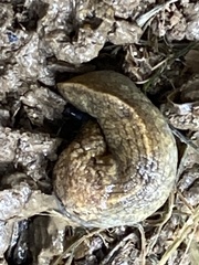 Milacidae
