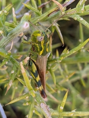 Chorthippus binotatus
