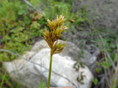 Carex adusta
