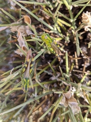 Chorthippus binotatus