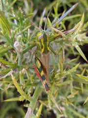 Chorthippus binotatus