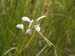 Diuris alba