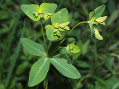 Euphorbia angulata