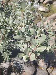 Salix delnortensis