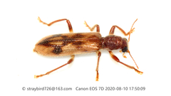Opilo fenestratus