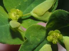 Euphorbia angulata