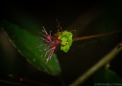 Acalypha capillipes
