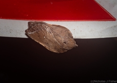 Arachnographa micrastrella