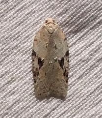 Acleris subnivana