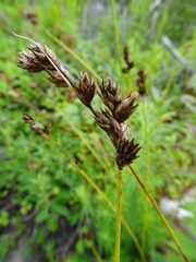 Carex adusta