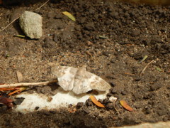 Polyctor cleta
