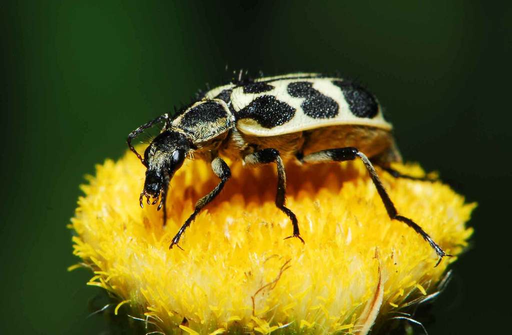 Spotted Maize Beetle