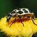 Spotted Maize Beetle - Photo (c) peterwebb, some rights reserved (CC BY-NC), uploaded by peterwebb