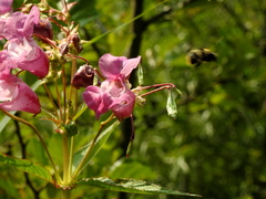 Impatiens glandulifera