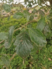 Scandosorbus
