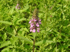 Stachys palustris