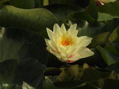 Nymphaea alba