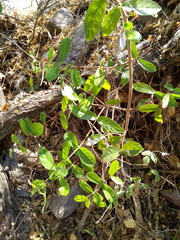 Semialarium mexicanum