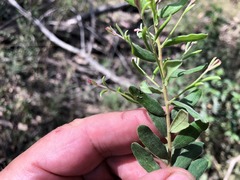 Grevillea quadricauda