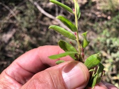Grevillea quadricauda