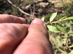 Grevillea quadricauda