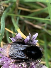 Bombus lapidarius