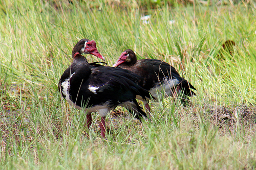 Spur-winged Goose
