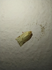 Paramesia gnomana