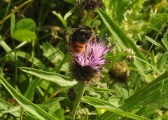 Bombus lapidarius