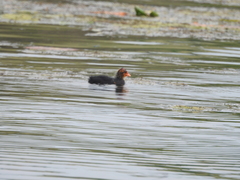 Fulica atra