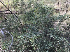 Grevillea quadricauda