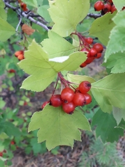 Crataegus dahurica