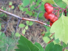 Crataegus dahurica