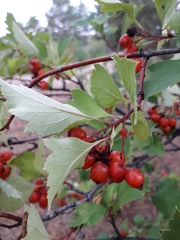 Crataegus dahurica