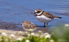 Charadrius hiaticula tundrae