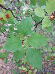 Crataegus dahurica