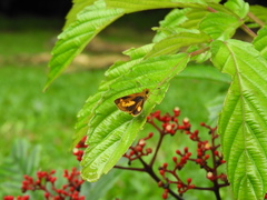 Oriens paragola