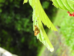 Oriens paragola