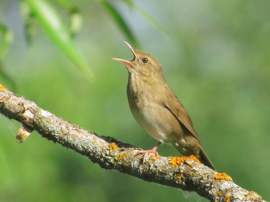 River Warbler photo