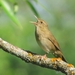 River Warbler - Photo (c) akven, some rights reserved (CC BY-NC), uploaded by akven