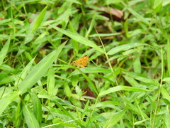 Ampittia dioscorides camertes