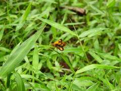 Ampittia dioscorides camertes