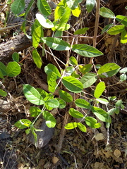 Semialarium mexicanum