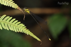 Coeliccia chromothorax