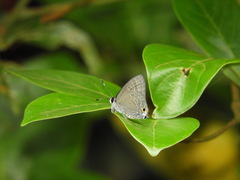 Deudorix epijarbas cinnabarus