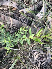 Grevillea quadricauda