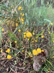 Alatae